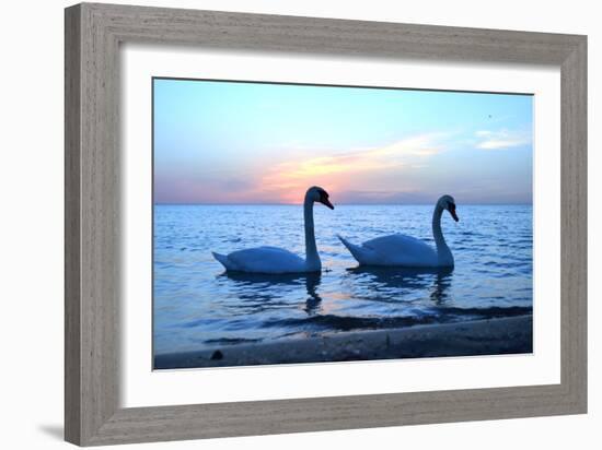 Swans-lindama-Framed Photographic Print