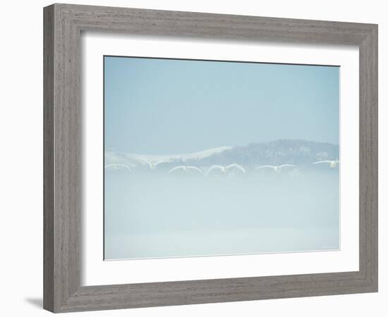 Swans-null-Framed Photographic Print