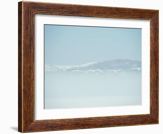 Swans-null-Framed Photographic Print