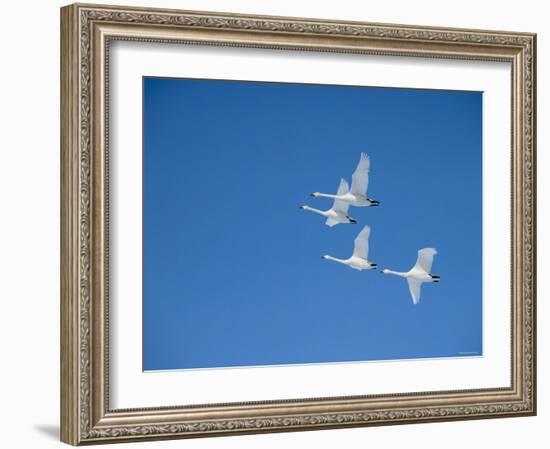 Swans-null-Framed Photographic Print