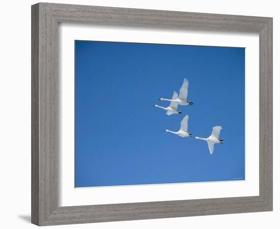 Swans-null-Framed Photographic Print