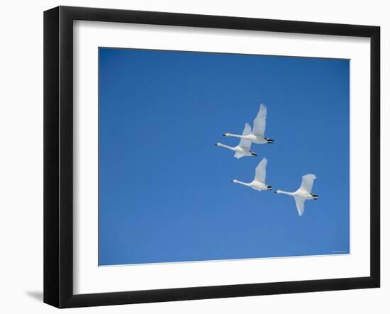 Swans-null-Framed Photographic Print