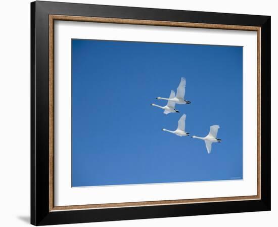 Swans-null-Framed Photographic Print