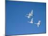 Swans-null-Mounted Photographic Print