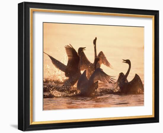 Swans-null-Framed Photographic Print