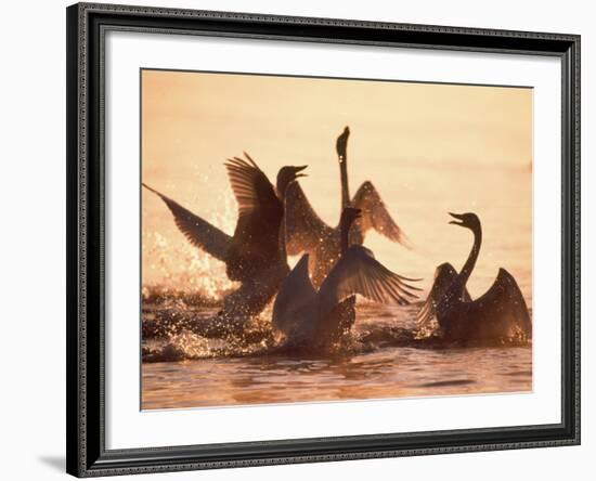 Swans-null-Framed Photographic Print