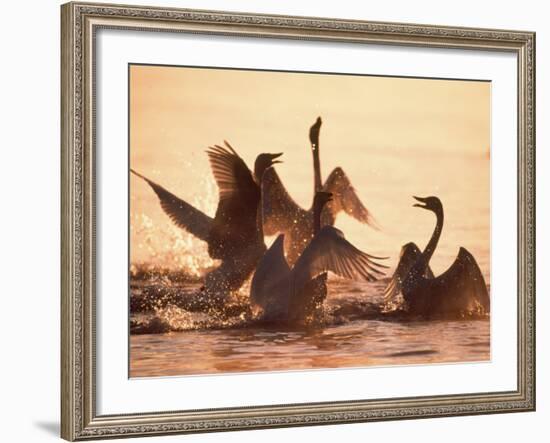 Swans-null-Framed Photographic Print