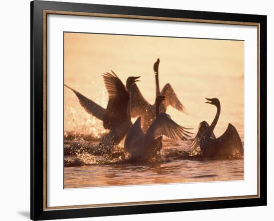 Swans-null-Framed Photographic Print