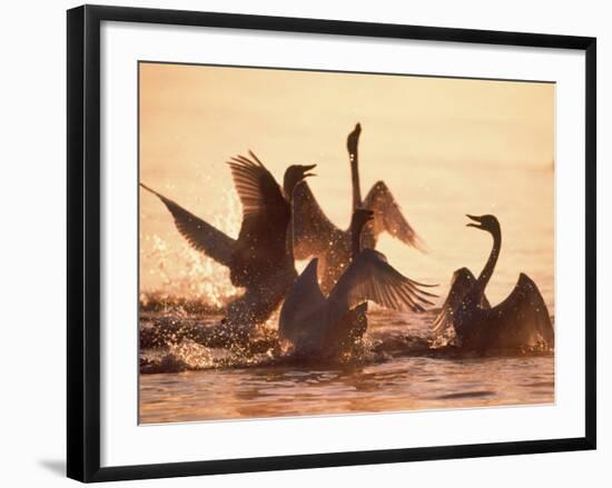 Swans-null-Framed Photographic Print