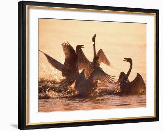 Swans-null-Framed Photographic Print