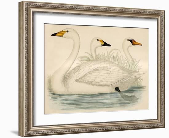 Swans-Beverley R. Morris-Framed Giclee Print