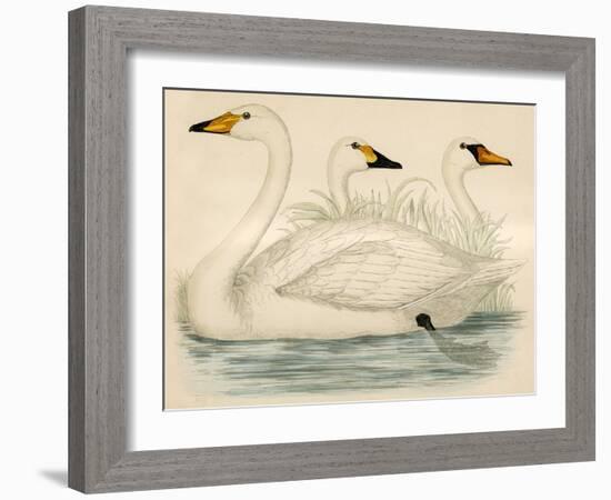 Swans-Beverley R. Morris-Framed Giclee Print