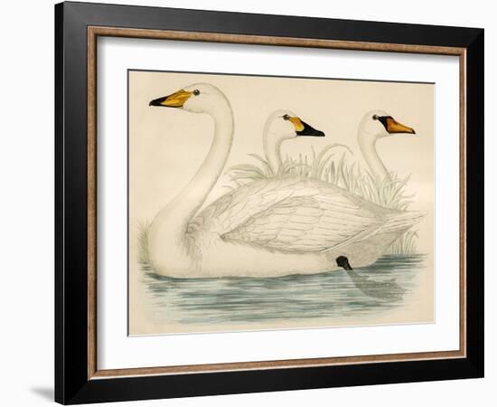 Swans-Beverley R. Morris-Framed Giclee Print