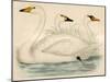 Swans-Beverley R. Morris-Mounted Giclee Print