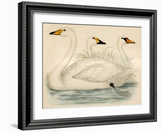 Swans-Beverley R. Morris-Framed Giclee Print