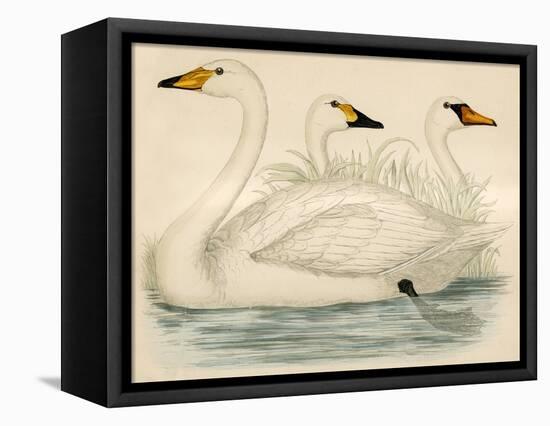 Swans-Beverley R. Morris-Framed Premier Image Canvas