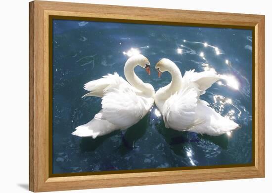 Swans-null-Framed Stretched Canvas