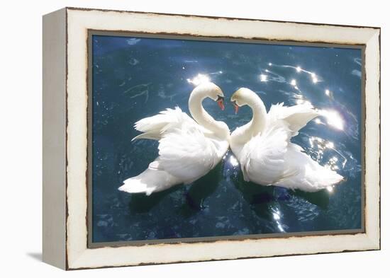 Swans-null-Framed Stretched Canvas