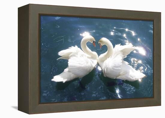 Swans-null-Framed Stretched Canvas