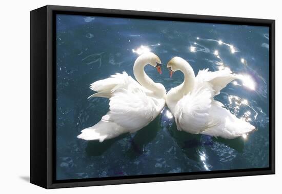 Swans-null-Framed Stretched Canvas