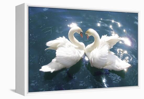 Swans-null-Framed Stretched Canvas