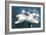 Swans-null-Framed Art Print