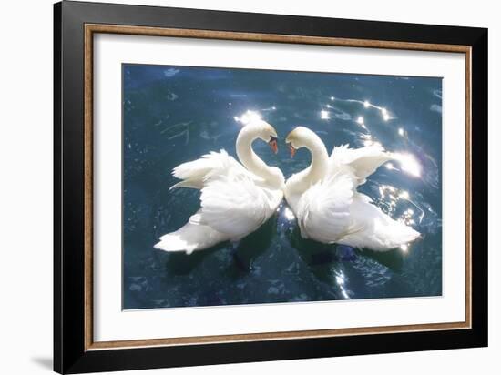 Swans--Framed Art Print