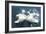 Swans-null-Framed Art Print