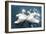 Swans-null-Framed Premium Giclee Print