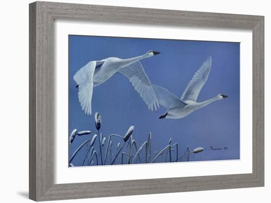 Swans-Rusty Frentner-Framed Giclee Print