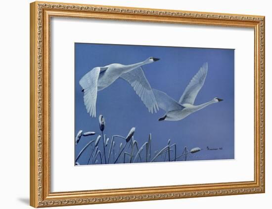 Swans-Rusty Frentner-Framed Giclee Print
