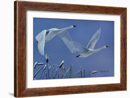 Swans-Rusty Frentner-Framed Giclee Print