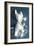 Swans-null-Framed Art Print