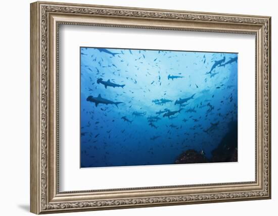 Swarm of Hammerhead, Sphyrna Lewini, Cocos Iceland, Costa Rica-Christian Zappel-Framed Photographic Print