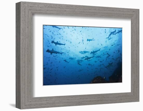 Swarm of Hammerhead, Sphyrna Lewini, Cocos Iceland, Costa Rica-Christian Zappel-Framed Photographic Print