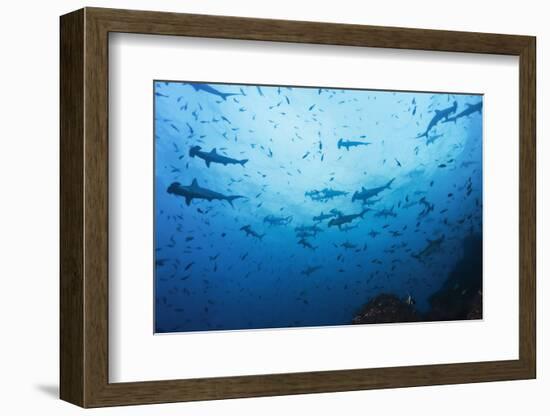 Swarm of Hammerhead, Sphyrna Lewini, Cocos Iceland, Costa Rica-Christian Zappel-Framed Photographic Print