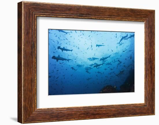 Swarm of Hammerhead, Sphyrna Lewini, Cocos Iceland, Costa Rica-Christian Zappel-Framed Photographic Print