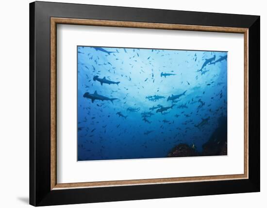 Swarm of Hammerhead, Sphyrna Lewini, Cocos Iceland, Costa Rica-Christian Zappel-Framed Photographic Print