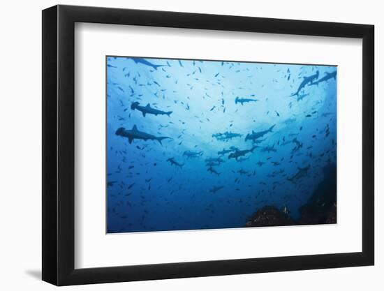 Swarm of Hammerhead, Sphyrna Lewini, Cocos Iceland, Costa Rica-Christian Zappel-Framed Photographic Print