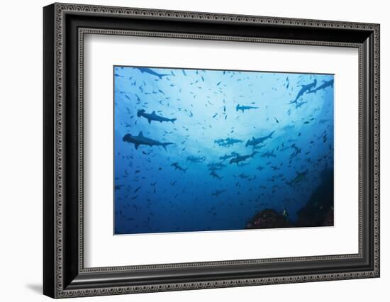 Swarm of Hammerhead, Sphyrna Lewini, Cocos Iceland, Costa Rica-Christian Zappel-Framed Photographic Print