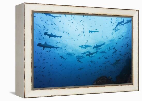 Swarm of Hammerhead, Sphyrna Lewini, Cocos Iceland, Costa Rica-Christian Zappel-Framed Premier Image Canvas