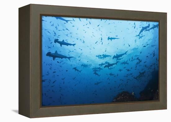 Swarm of Hammerhead, Sphyrna Lewini, Cocos Iceland, Costa Rica-Christian Zappel-Framed Premier Image Canvas