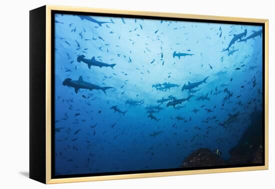 Swarm of Hammerhead, Sphyrna Lewini, Cocos Iceland, Costa Rica-Christian Zappel-Framed Premier Image Canvas