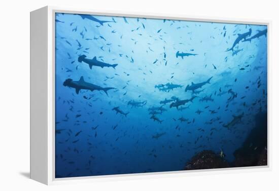 Swarm of Hammerhead, Sphyrna Lewini, Cocos Iceland, Costa Rica-Christian Zappel-Framed Premier Image Canvas