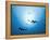 Swarm of Southern Hammerhead, Sphyrna Lewini, Cocos Iceland, Costa Rica-Christian Zappel-Framed Premier Image Canvas