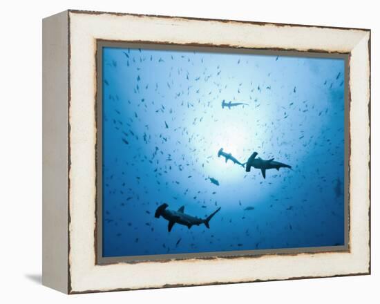 Swarm of Southern Hammerhead, Sphyrna Lewini, Cocos Iceland, Costa Rica-Christian Zappel-Framed Premier Image Canvas