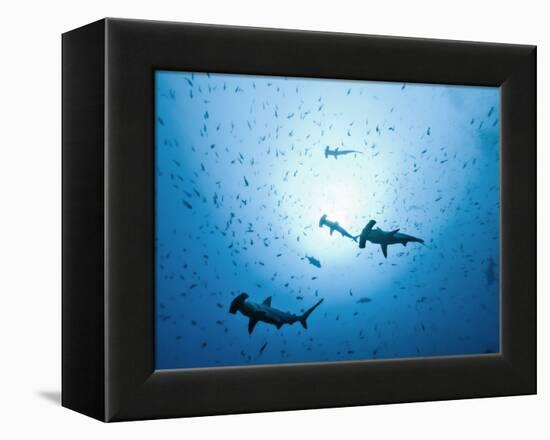 Swarm of Southern Hammerhead, Sphyrna Lewini, Cocos Iceland, Costa Rica-Christian Zappel-Framed Premier Image Canvas