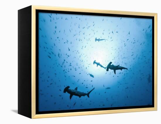 Swarm of Southern Hammerhead, Sphyrna Lewini, Cocos Iceland, Costa Rica-Christian Zappel-Framed Premier Image Canvas