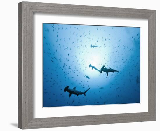 Swarm of Southern Hammerhead, Sphyrna Lewini, Cocos Iceland, Costa Rica-Christian Zappel-Framed Photographic Print