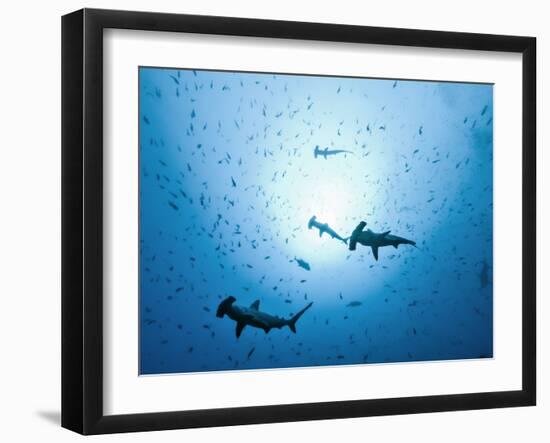 Swarm of Southern Hammerhead, Sphyrna Lewini, Cocos Iceland, Costa Rica-Christian Zappel-Framed Photographic Print